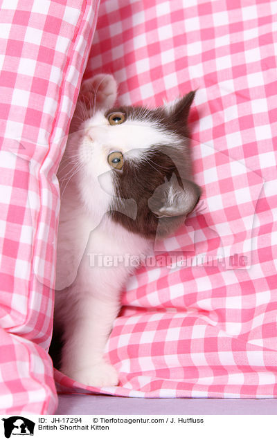 Britisch Kurzhaar Ktzchen / British Shorthait Kitten / JH-17294
