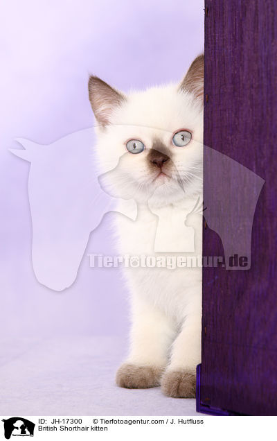 Britisch Kurzhaar Ktzchen / British Shorthair kitten / JH-17300