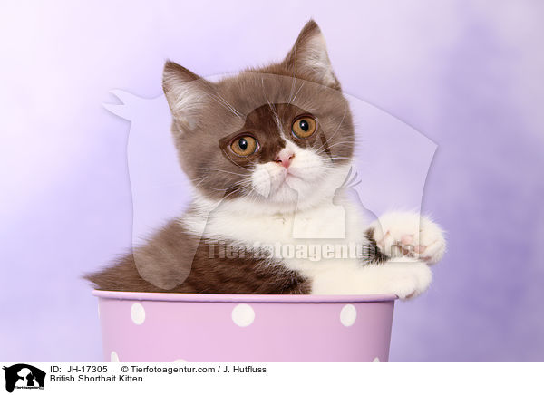 Britisch Kurzhaar Ktzchen / British Shorthait Kitten / JH-17305