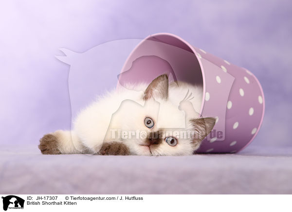 Britisch Kurzhaar Ktzchen / British Shorthait Kitten / JH-17307