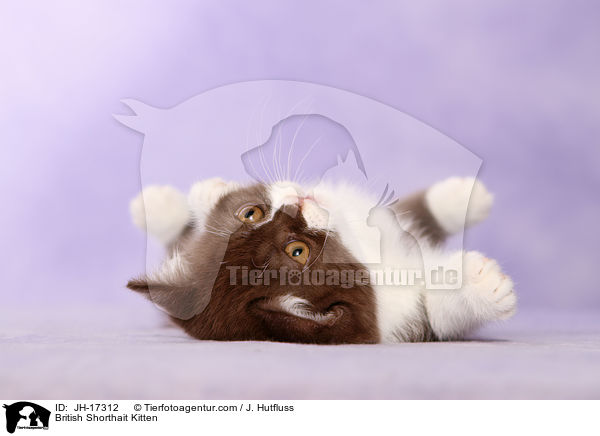 British Shorthait Kitten / JH-17312