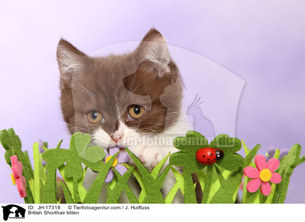 Britisch Kurzhaar Ktzchen / British Shorthair kitten / JH-17318