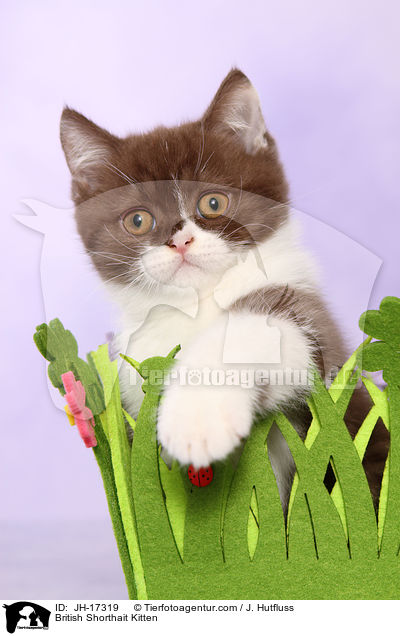 Britisch Kurzhaar Ktzchen / British Shorthait Kitten / JH-17319