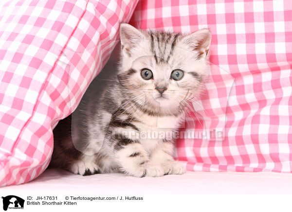 Britisch Kurzhaar Ktzchen / British Shorthair Kitten / JH-17631