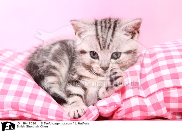 Britisch Kurzhaar Ktzchen / British Shorthair Kitten / JH-17636