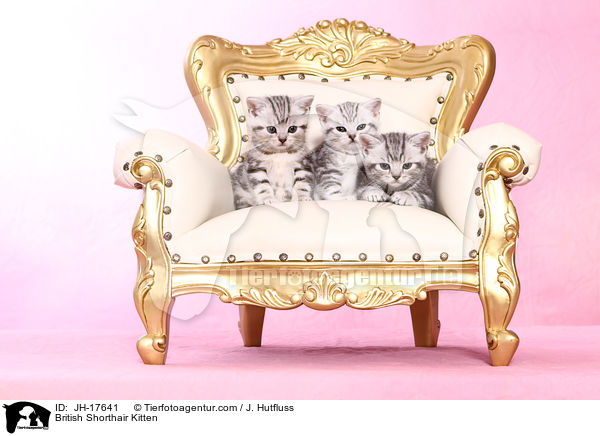Britisch Kurzhaar Ktzchen / British Shorthair Kitten / JH-17641