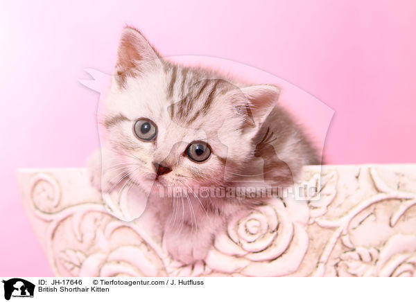 Britisch Kurzhaar Ktzchen / British Shorthair Kitten / JH-17646