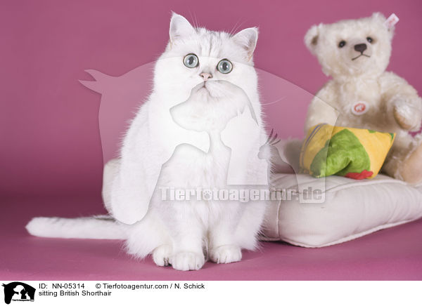 sitzende Britisch Kurzhaar / sitting British Shorthair / NN-05314
