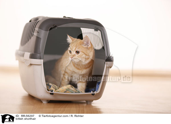 british shorthair / RR-56297