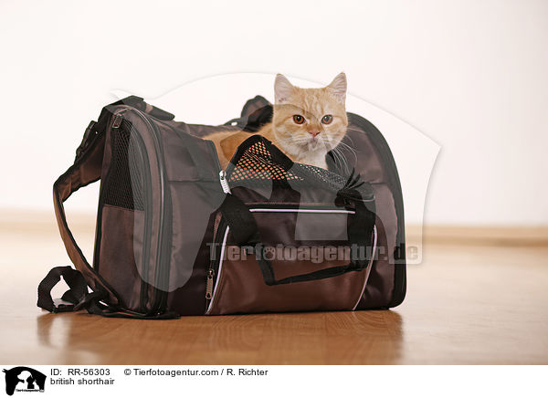 Britisch Kurzhaar / british shorthair / RR-56303