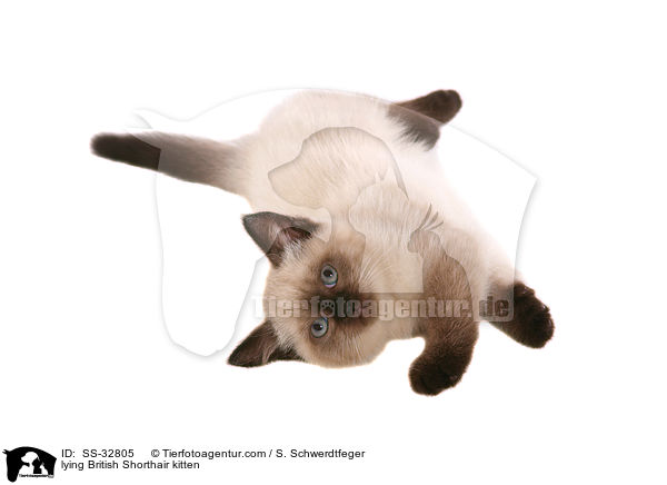 lying British Shorthair kitten / SS-32805