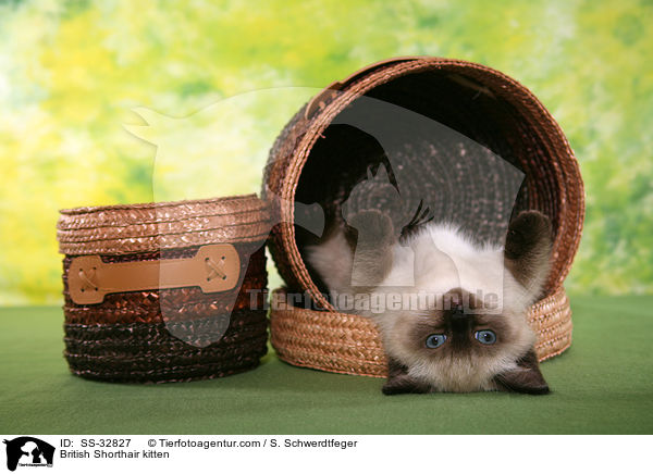 Britisch Kurzhaar Ktzchen / British Shorthair kitten / SS-32827