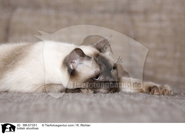 Britisch Kurzhaar / british shorthair / RR-57351