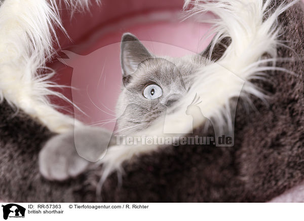 british shorthair / RR-57363