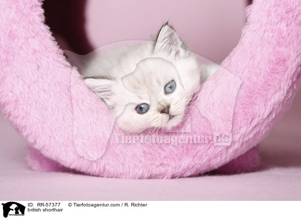 british shorthair / RR-57377