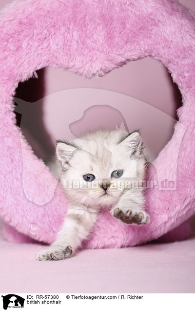 british shorthair / RR-57380