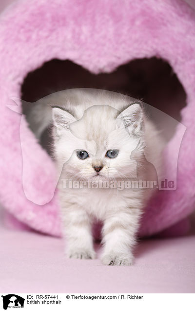 british shorthair / RR-57441