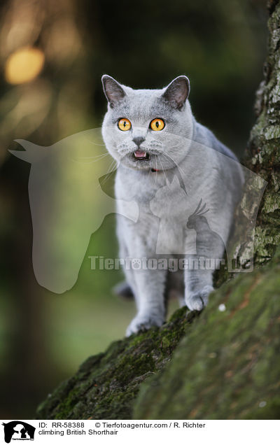 kletternde Britisch Kurzhaar / climbing British Shorthair / RR-58388