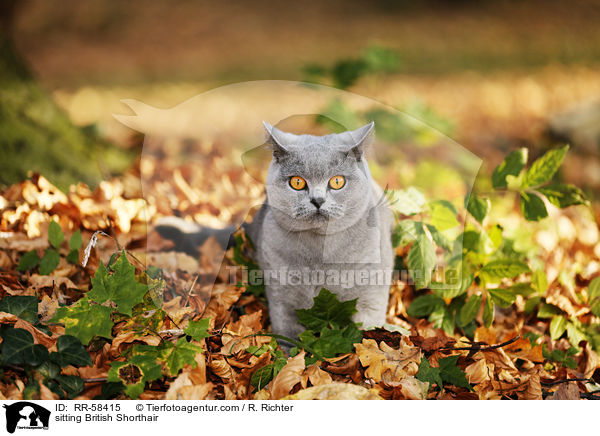 sitzende Britisch Kurzhaar / sitting British Shorthair / RR-58415