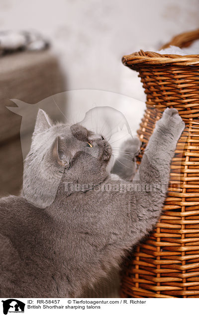 Britisch Kurzhaar wetzt Krallen / British Shorthair sharping talons / RR-58457