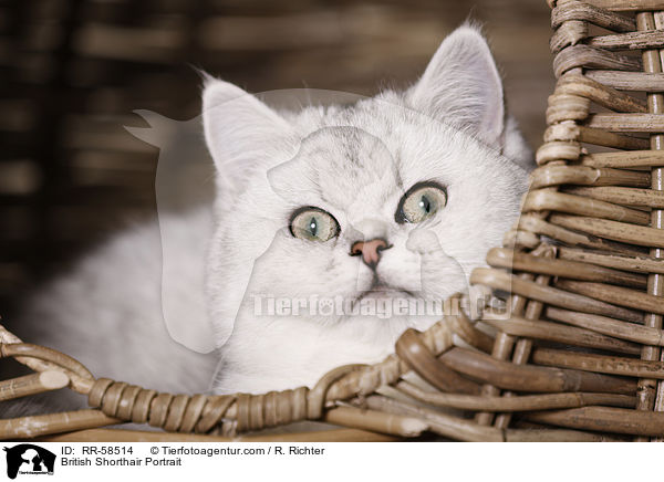 Britisch Kurzhaar Portrait / British Shorthair Portrait / RR-58514