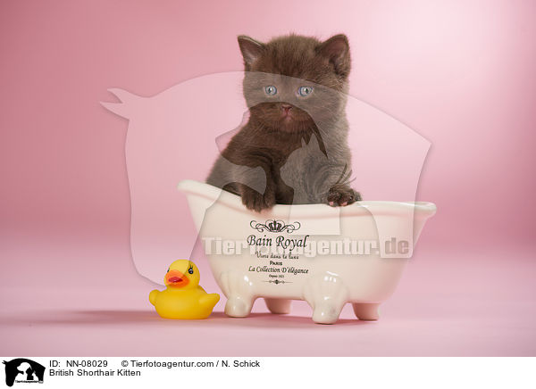Britisch Kurzhaar Ktzchen / British Shorthair Kitten / NN-08029