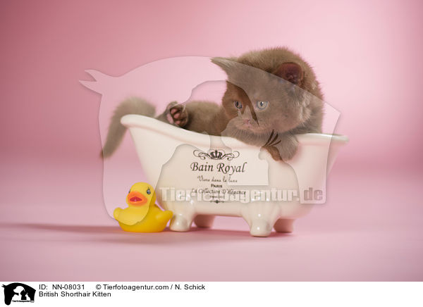 Britisch Kurzhaar Ktzchen / British Shorthair Kitten / NN-08031