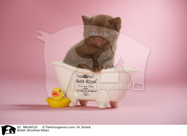 Britisch Kurzhaar Ktzchen / British Shorthair Kitten / NN-08032