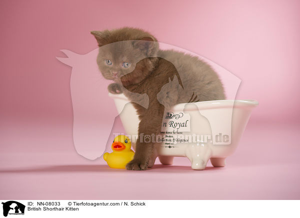 Britisch Kurzhaar Ktzchen / British Shorthair Kitten / NN-08033
