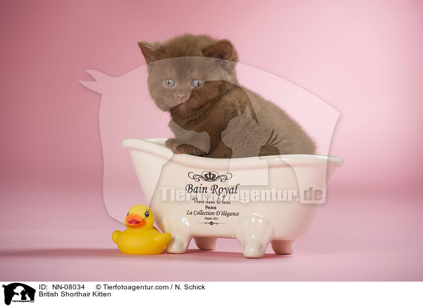 Britisch Kurzhaar Ktzchen / British Shorthair Kitten / NN-08034