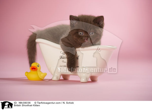 Britisch Kurzhaar Ktzchen / British Shorthair Kitten / NN-08036