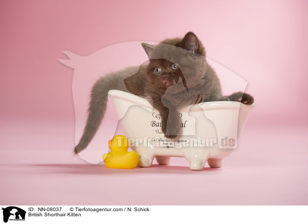 Britisch Kurzhaar Ktzchen / British Shorthair Kitten / NN-08037