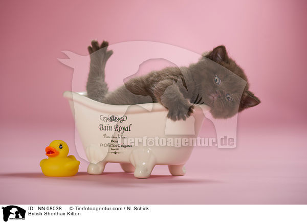 Britisch Kurzhaar Ktzchen / British Shorthair Kitten / NN-08038