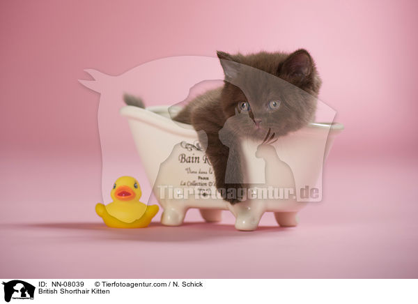 Britisch Kurzhaar Ktzchen / British Shorthair Kitten / NN-08039