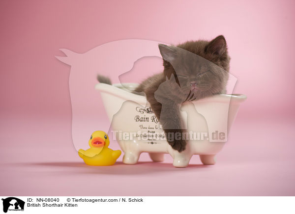 Britisch Kurzhaar Ktzchen / British Shorthair Kitten / NN-08040
