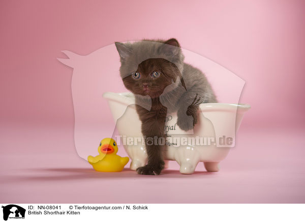 Britisch Kurzhaar Ktzchen / British Shorthair Kitten / NN-08041