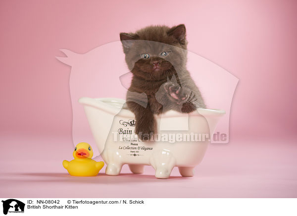Britisch Kurzhaar Ktzchen / British Shorthair Kitten / NN-08042