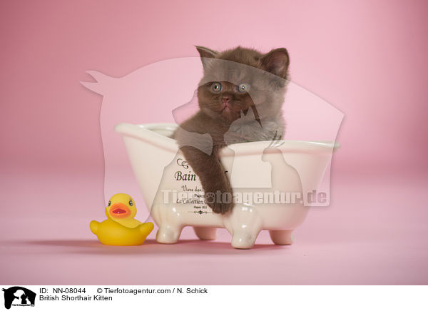 Britisch Kurzhaar Ktzchen / British Shorthair Kitten / NN-08044
