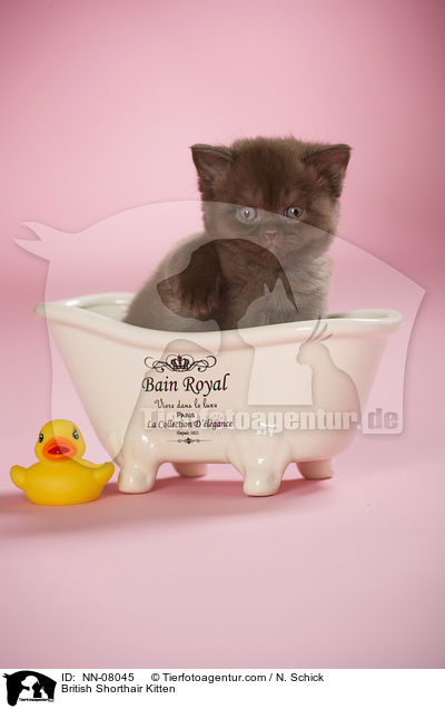 Britisch Kurzhaar Ktzchen / British Shorthair Kitten / NN-08045