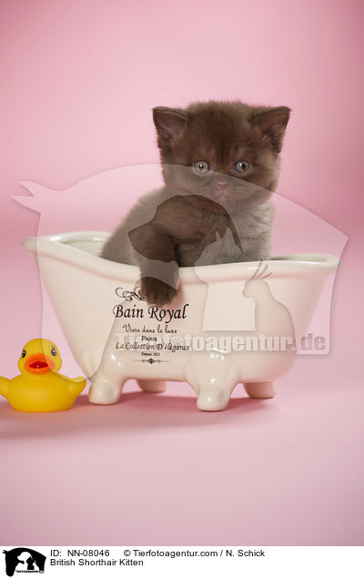 Britisch Kurzhaar Ktzchen / British Shorthair Kitten / NN-08046