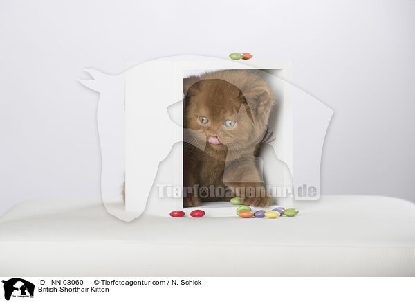 Britisch Kurzhaar Ktzchen / British Shorthair Kitten / NN-08060