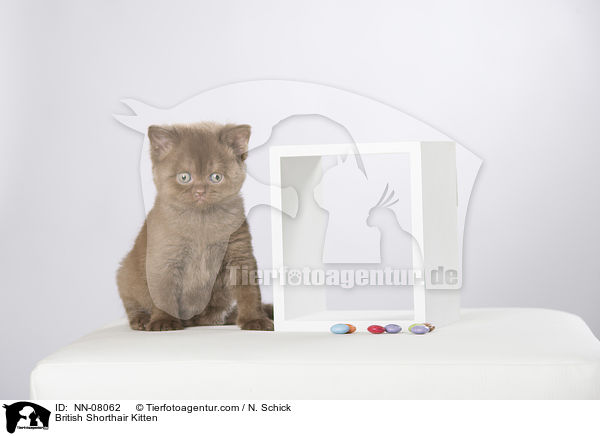 Britisch Kurzhaar Ktzchen / British Shorthair Kitten / NN-08062