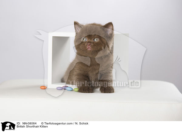 Britisch Kurzhaar Ktzchen / British Shorthair Kitten / NN-08064