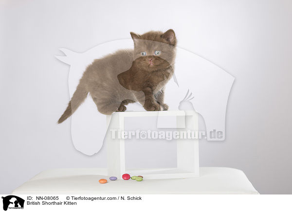 Britisch Kurzhaar Ktzchen / British Shorthair Kitten / NN-08065