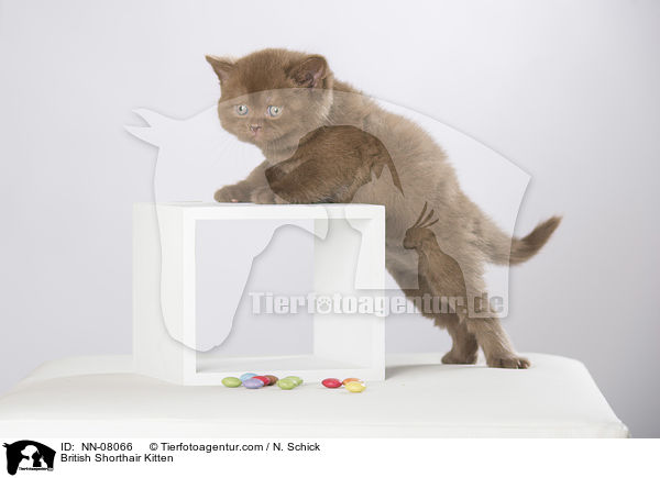 Britisch Kurzhaar Ktzchen / British Shorthair Kitten / NN-08066