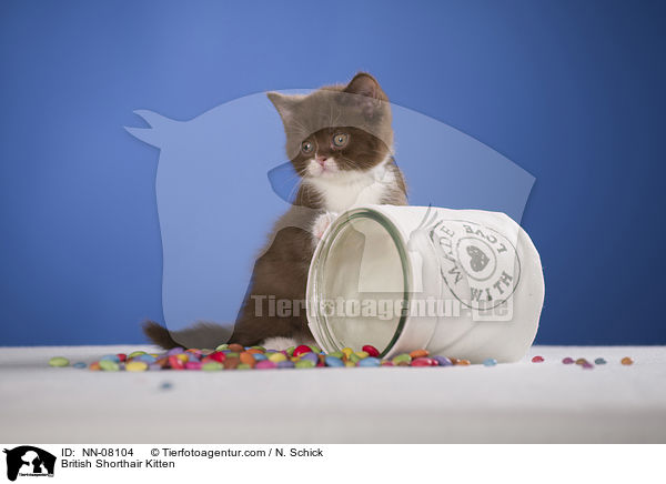 Britisch Kurzhaar Ktzchen / British Shorthair Kitten / NN-08104