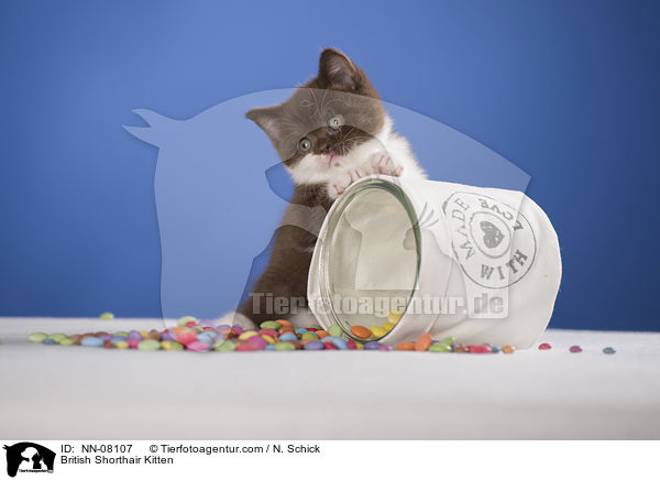Britisch Kurzhaar Ktzchen / British Shorthair Kitten / NN-08107