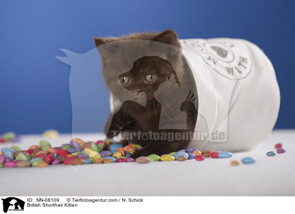 Britisch Kurzhaar Ktzchen / British Shorthair Kitten / NN-08109