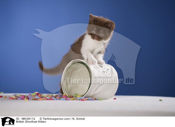 Britisch Kurzhaar Ktzchen / British Shorthair Kitten / NN-08112