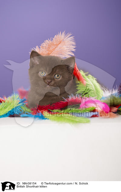 British Shorthair kitten / NN-08154